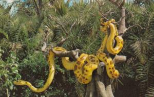 Walt Disney World Giant Python On The Jungle Cruise 1972