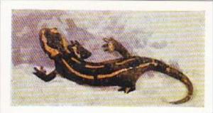 Hornimans Tea Trade Card Pets No 36 Salamander