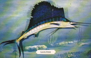 Sailfish Istiophorus Americanus