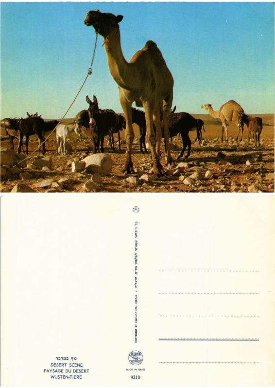 CPM AK Israel - Paysage du Desert - Animals (775544)