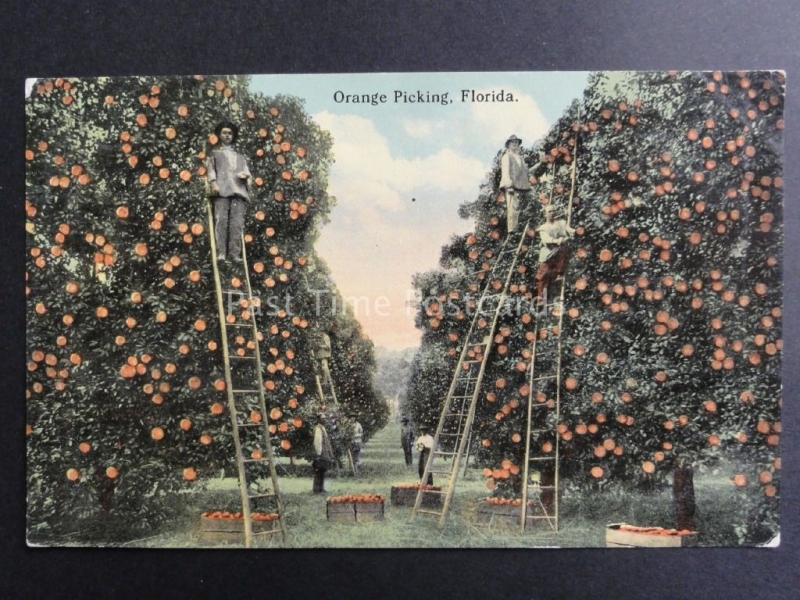 USA: Florida, Orange Picking - Old Postcard Pub by Cochrane Co