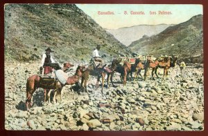 h2570 - SPAIN Las Palmas Postcard 1910s Grand Canaria. Camel Caravan