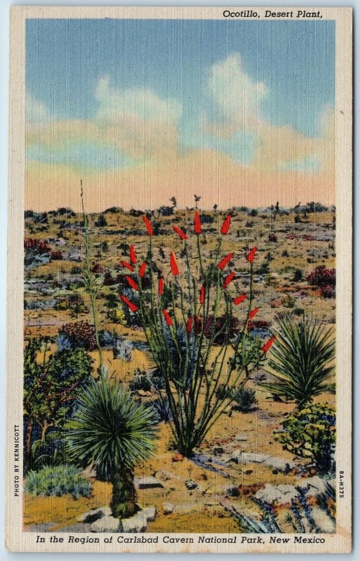 c1940s Carlsbad Cavern Park, NM Ocotillo Desert Linen PC Kennicott Photo A327