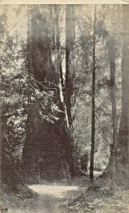 MUIR WOODS CALIFORNIA-MAN OVSERVING VERY TALK LARGE TREE 1918 PSTMK POSTCARD