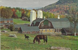 Vintage postcard, Iris Farm, Sugar Hill, New Hampshire 