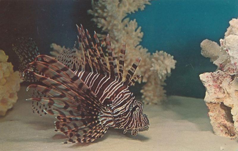 Aquarium at Niagara Falls NY, New York - Turkey or Lion Fish