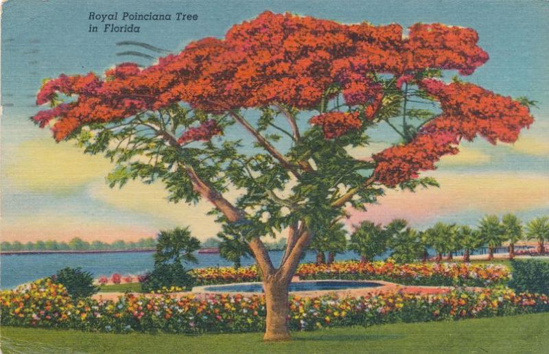 Royal Poinciana Tree in Sunny Tropical Florida - pm 1953 - Linen