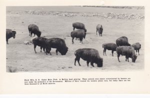 South Dakota Black Hills Custer State Park Buffalo Herd Grazing Real Photo