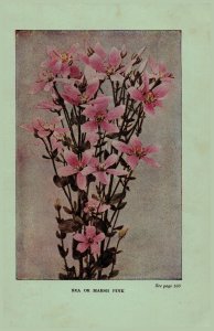 Vintage 1922 Flower Print Sea Pink Closed Gentian 2 Side Flowers You Should Know