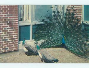 Unused Pre-1980 PEACOCK BIRDS Quincy Illinois IL hn2570