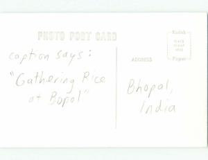 old rppc CAPTION SAYS - GATHER RICE AT BOPAL Bhopal - Madhya Pradesh India i3839