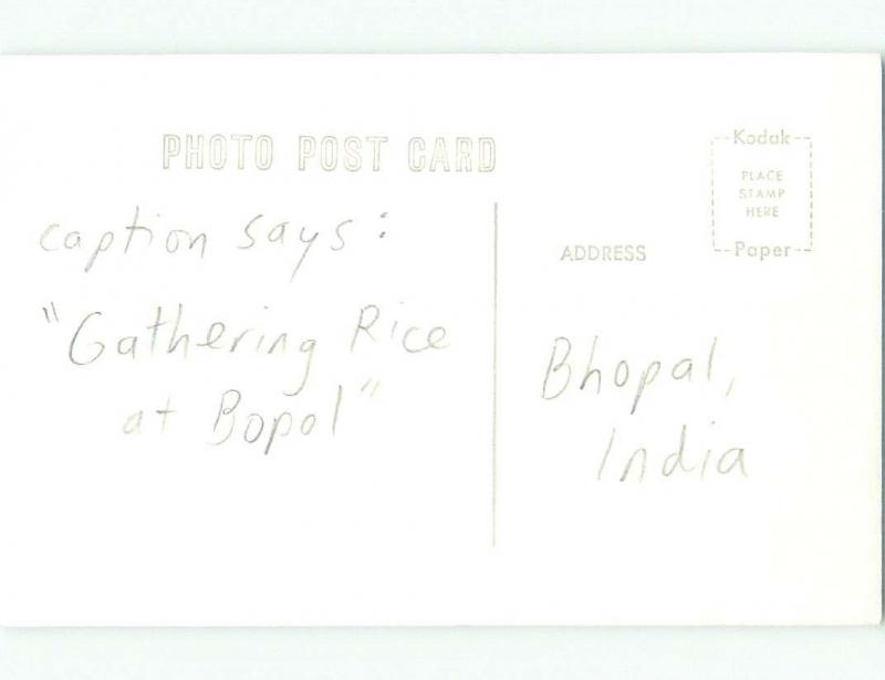 old rppc CAPTION SAYS - GATHER RICE AT BOPAL Bhopal - Madhya Pradesh India i3839