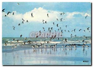 Postcard Modern Littoral dela Channel Flight Seagulls