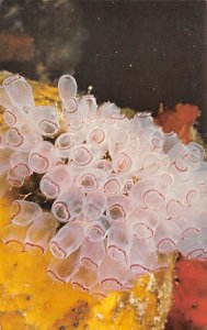 Underwater Corsage of Sea Squirts Caribbean Fish / Sea Mammals Unused 
