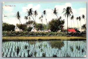 Vintage Hawaii Postcard -  Rice Field  1915