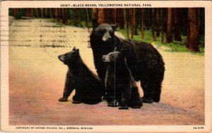 Black Bears,Yellowstone National Park BIN