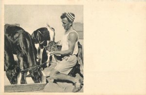 Postcard Israel 1950s A Kvutzah Idyll Cattle CowsCalf 23-10711