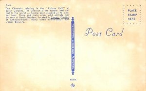 Two Cheetahs, African Veld at Busch Gardens Tampa, Florida