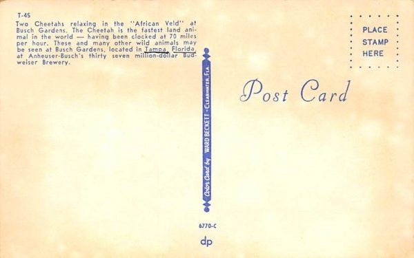 Two Cheetahs, African Veld at Busch Gardens Tampa, Florida