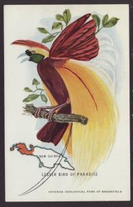 Lesser Bird of Paradise,Map Postcard 