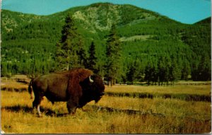 Vtg Bison Bull Madison Junction Yellowstone National Park Wyoming WI Postcard