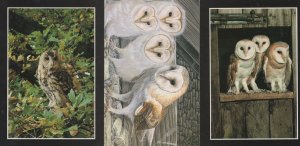 Barn Forest Owls & Painting 3x Owl Postcard s