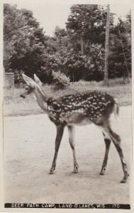 Wisconsin Land O' Lakes Deer Path Camp Scene With Deer 1962 Real Photo