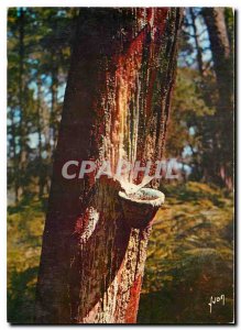 Postcard Modern Colors and Light of France's beautiful South West Pine forest...