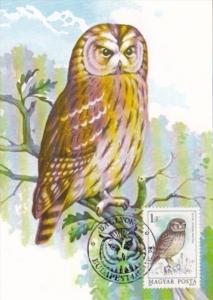 Birds Owls Hungary Stamps On Postcards
