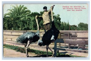 Vintage RPPC Feeding The Ostriches At Cawston Farms Hand Colored Postcard P129E