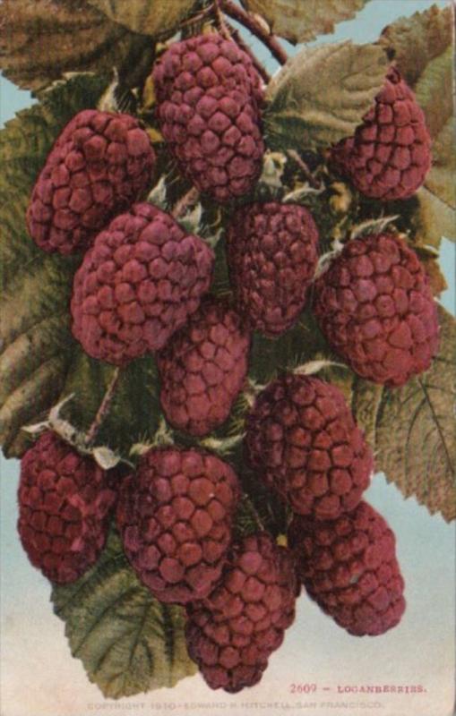 Fruit Loganberries 1911 Edward H Mitchell