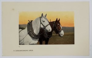 Cartão postal Horse A Hard Working Pair White Na Brown Horses Beautiful Skies D26-