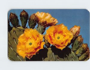 Postcard Prickly Pear Cactus (Opuntia Engemannii), Arizona