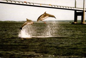 Scotland Inverness Bottlenose Dolphins At Kessock Bridge