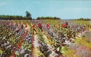 Typical Harvesting Tobacco Scene