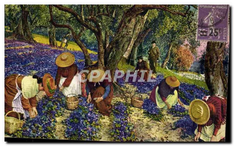 Old Postcard picking violets Cote d & # 39Azur