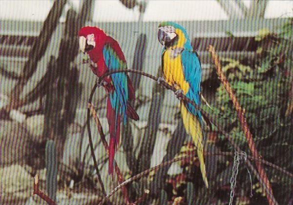 Canada Vancouver Red & Blue Macaws At Bloedel University Queen Elizabeth Park