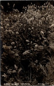 Arthur Clarence Pillsbury Real Photo PC Giant Hyssop Yosemite California~131823