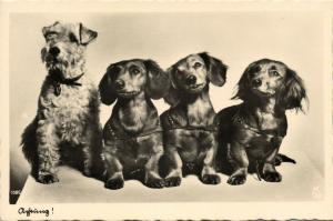Dog Postcard Terrier Dachshund Tekkel Dackel (1930s) RPPC (2)