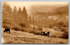 RPPC  View From Forest Hill    Real Photo Postcard