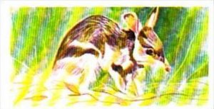 Brooke Bond Tea Trade Card Vanishing Wildlife No 34 Rabbit Bandicoot