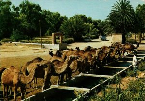 CPM AK Camels at the watering place MAROC (881309)