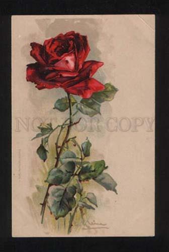 052469 Belle Dark-Red ROSES Flower by C. KLEIN vintage PC