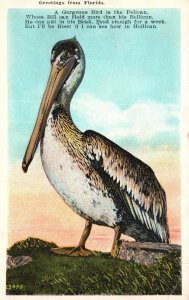 Vintage Postcard Greetings From Florida Gorgeous Bird Pelican Long Beak FL 