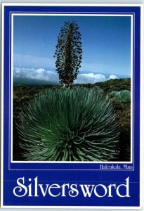 M-74887 Silversword Haleakala Maui Hawaii USA