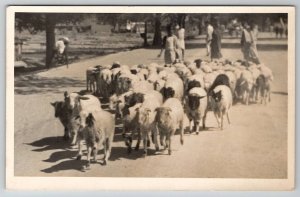 RPPC Herding the Sheep and Goats on Road Postcard I26