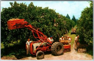 VINTAGE POSTCARD CITRUS HARVEST IN FLORIDA MAILED 1979