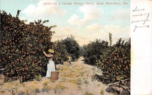 In a Florida Orange Grove