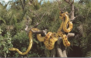Disney World, Giant Python on the Jungle Cruise/Adventureland