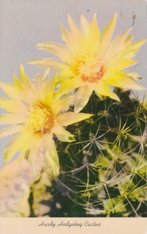 Hardy Hedgehog Cactus Blossom